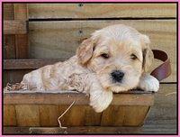 Mazie Blaze pups 4 wks old 31