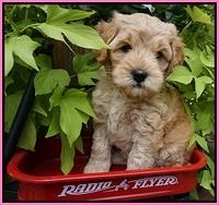 Mazie Blaze pups 6 wks old 21