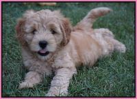 Mazie Blaze pups 7 wks old 41