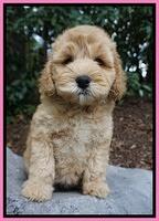 Mazie Blaze pups 8 wks old 31