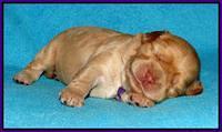 Mazie Blaze pups 1 wk old 51