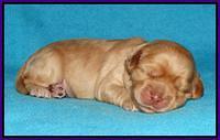 Mazie Blaze pups 1 wk old 61