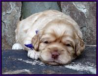Mazie Blaze pups 2 wks old 3100