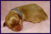 Mazie Blaze pups litter 2 101