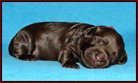Mazie Blaze pups 1 wk old 71