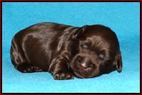 Mazie Blaze pups 1 wk old 81