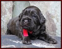 Mazie Blaze pups 2 wks old 41