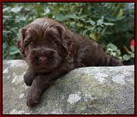 Mazie Blaze pups 3 wks old 101