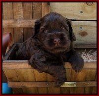 Mazie Blaze pups 4 wks old 101