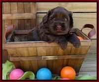 Mazie Blaze pups 4 wks old 121