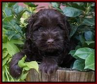 Mazie Blaze pups 5 wks old 101
