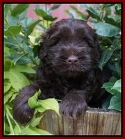 Mazie Blaze pups 5 wks old 111