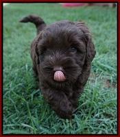 Mazie Blaze pups 5 wks old 6100