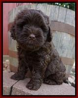 Mazie Blaze pups 6 wks old 121