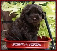 Mazie Blaze pups 6 wks old 131