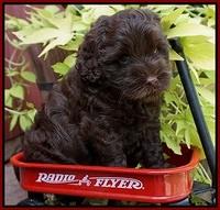 Mazie Blaze pups 6 wks old 141