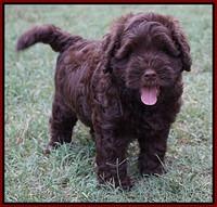 Mazie Blaze pups 7 wks old 101