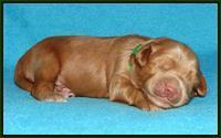 Mazie Blaze pups 1 wk old 101