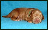 Mazie Blaze pups 1 wk old 111