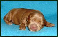 Mazie Blaze pups 1 wk old 121