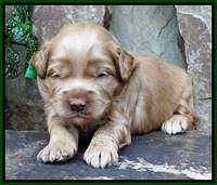 Mazie Blaze pups 2 wks old 6100