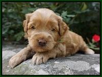 Mazie Blaze pups 3 wks old 121
