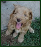 Mazie Blaze pups 5 wks old 10500