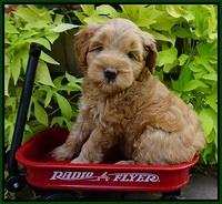 Mazie Blaze pups 6 wks old 2182