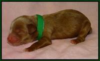 Mazie Blaze pups litter 2 41