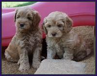 Mazie Blaze pups 6 wks old 101
