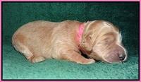 Ivory Talon pups 1 wk old1!
