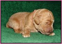 Ivory Talon pups 1 wk old3!