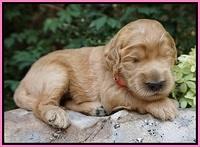 Ivory Talon pups 2 wks old 11