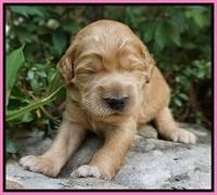 Ivory Talon pups 2 wks old 31