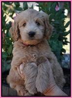 Ivory Talon pups 7 wks old 41