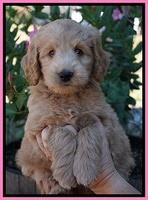 Ivory Talon pups 7 wks old 51