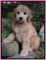 Ivory Talon pups 8 wks old201