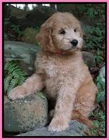 Ivory Talon pups 8 wks old211