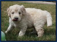 Ivory Talon pups 5 wks old 81