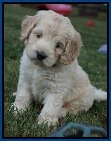 Ivory Talon pups 6 wks old101
