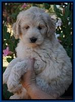 Ivory Talon pups 7 wks old 11