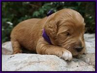 Ivory Talon pups 2 wks old 4100