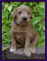 Ivory Talon pups 4 wks old 101