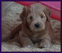 Ivory Talon pups 6 wks old121