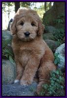 Ivory Talon pups 8 wks old101