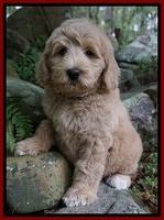 Abney family: Henry