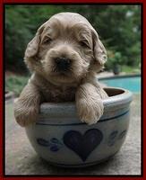Ivory Talon pups 3 wks old 111