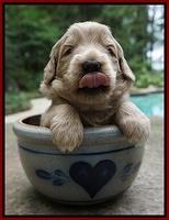 Ivory Talon pups 3 wks old 141
