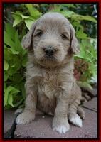 Ivory Talon pups 4 wks old 111
