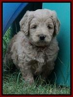 Ivory Talon pups 5 wks old 141